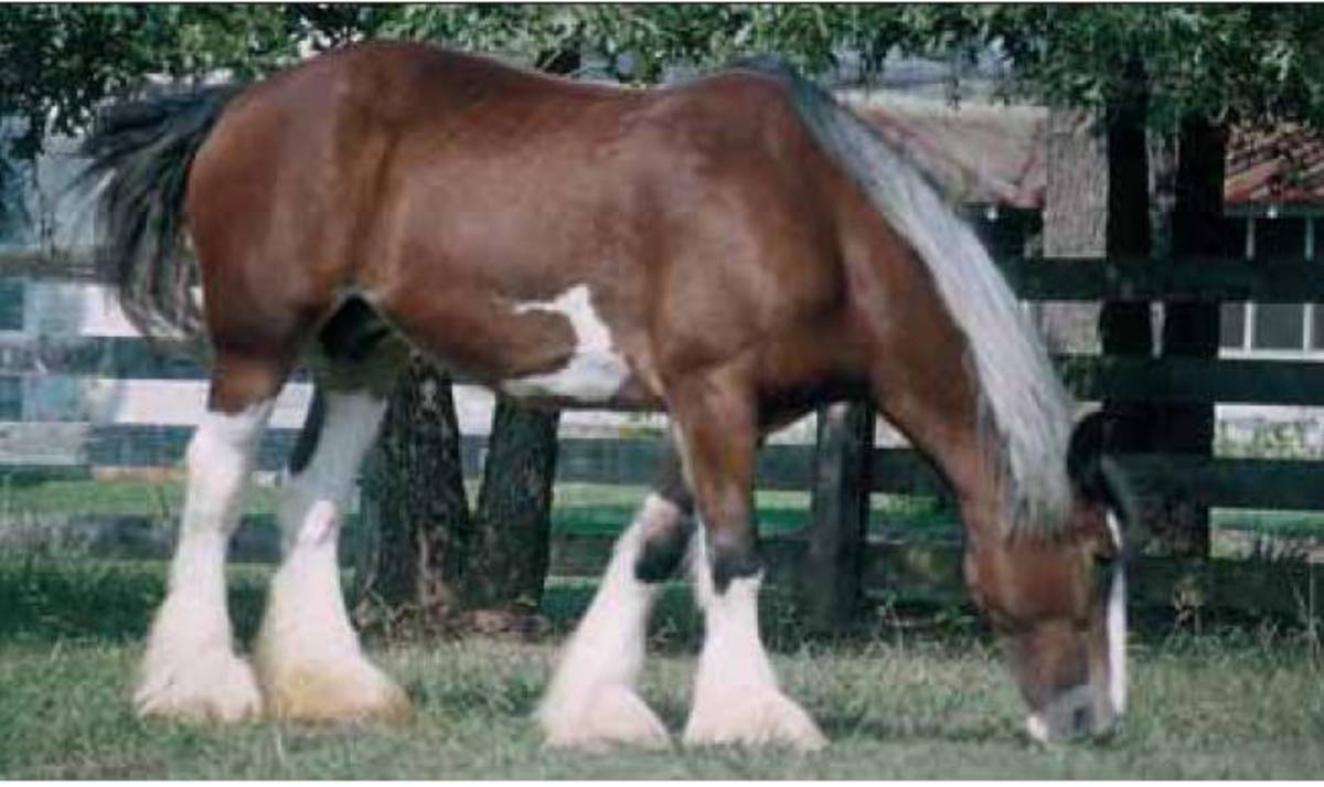 How Big is a Draft Horse?