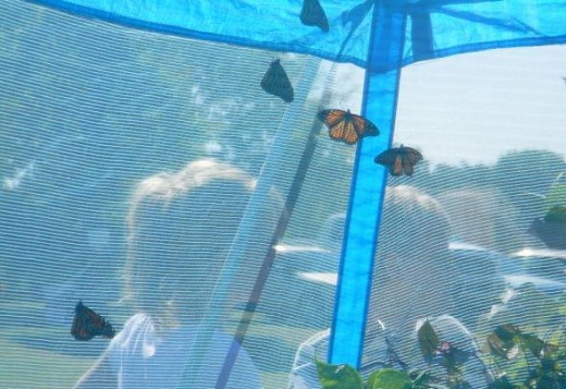 Monarchs awaiting their turn to start the  long flight to Mexico.  They will be tagged with local identification, then released. Nectar plants are in the tent so butterflies may feed at will.
