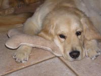 great dog toys from PurrfectPlay