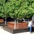 Lovely trees! Lovely trees!