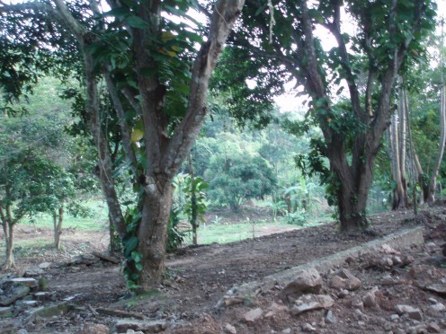 Part of the Avenue to the house