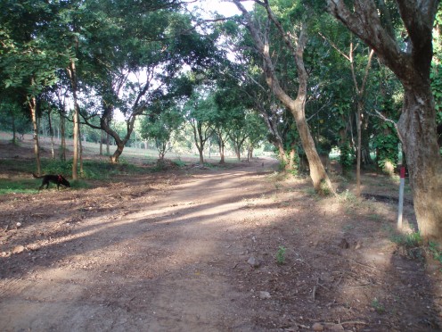 Early morning light through the trees.