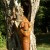 As the disc is placed higher in the tree, he realizes it is okay for him to get the Frisbee, as this part of the game. Big rewards for the first few times are in order to build his desire to play along.