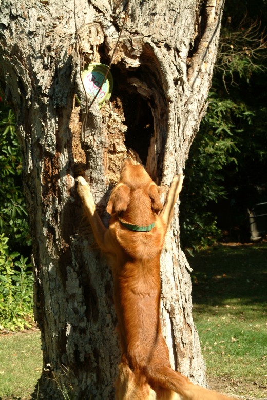 As the disc is placed higher in the tree, he realizes it is okay for him to get the Frisbee, as this part of the game. Big rewards for the first few times are in order to build his desire to play along.