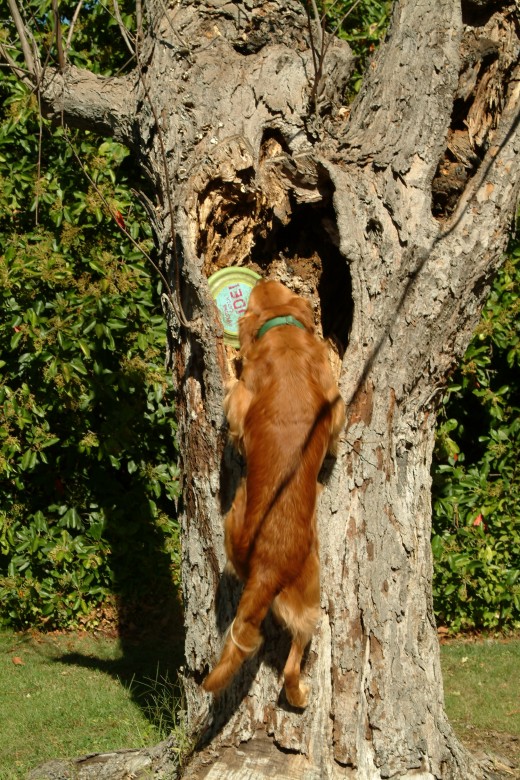 A bit of a shoulder work-out is required to get the disc down from this higher position. He did a great job!