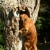 The dog's confidence was growing more and more with each retrieve, as were his shoulder, hip, and back muscles.