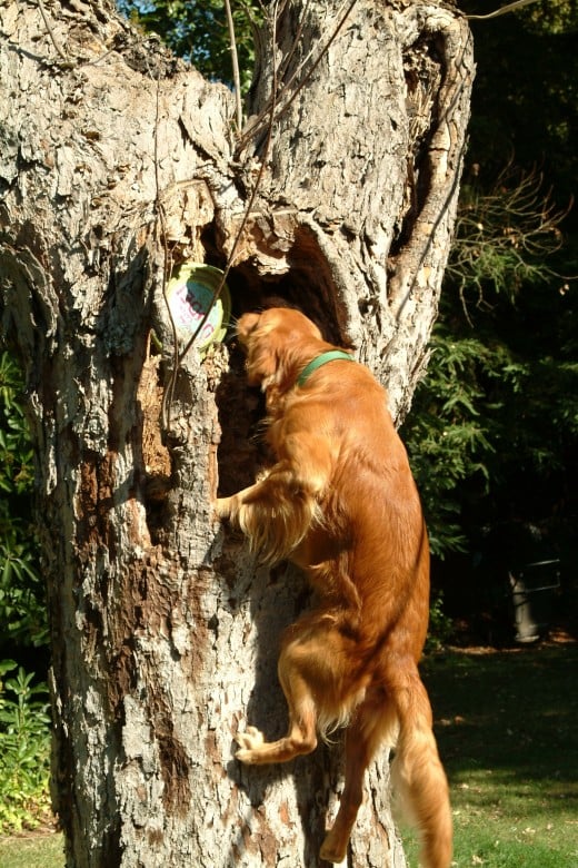 The dog's confidence was growing more and more with each retrieve, as were his shoulder, hip, and back muscles.