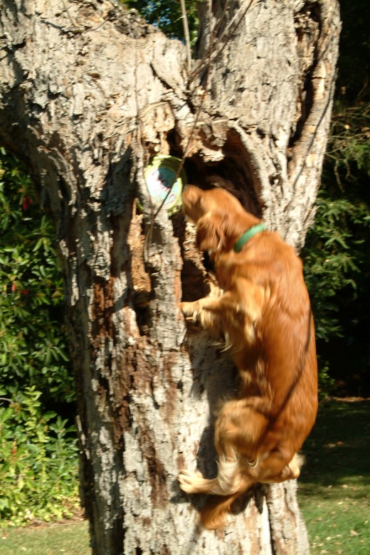The dog's strength just kept on increasing.