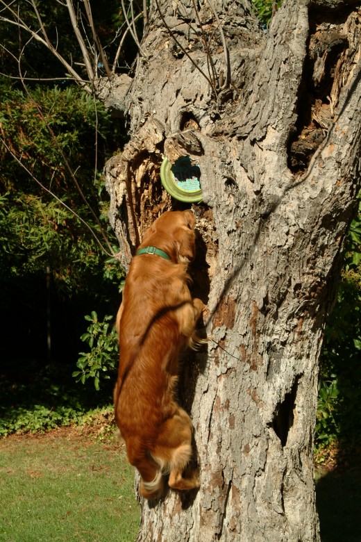 He was becoming a truly studly K9 with every new training day. His muscles bulged and his confidence began to soar!
