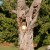 The disc as it started low in the tree, as a tempting tool for training.