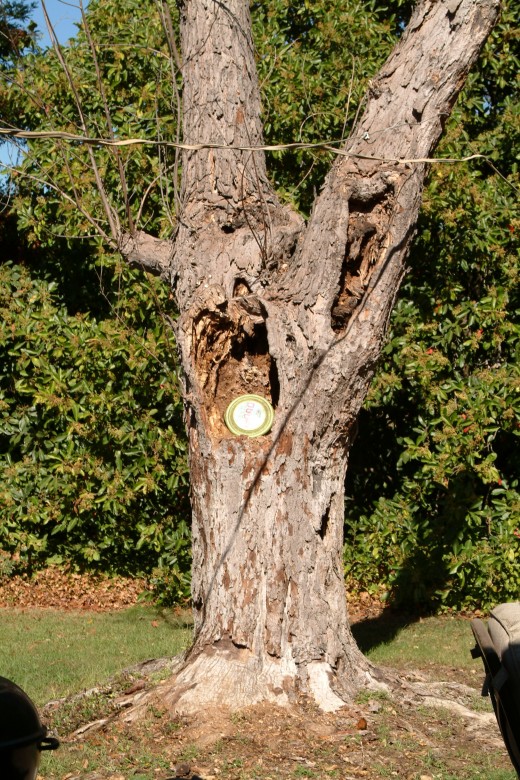 The disc as it started low in the tree, as a tempting tool for training.