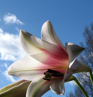 being happy and content like a flower