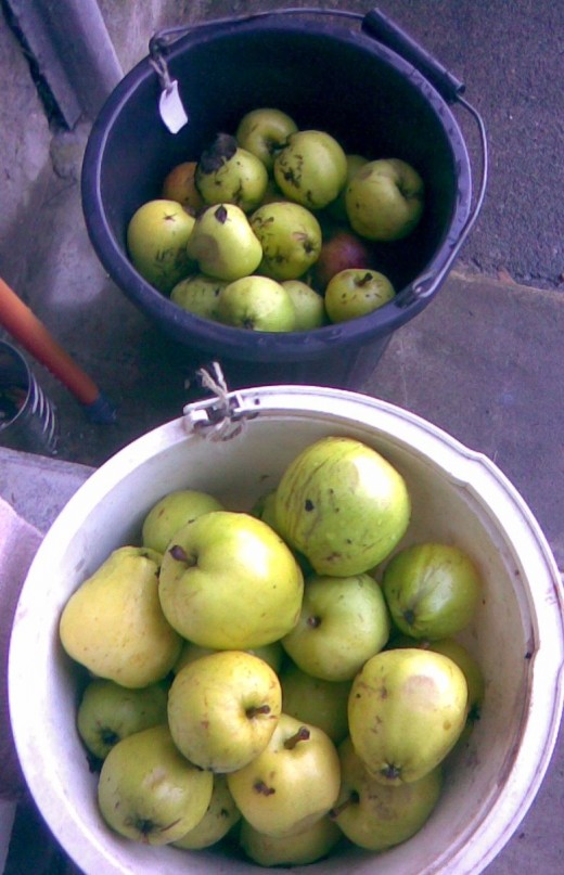 collected apples