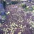 apples as far as the eye can see apples as far as the eye can see