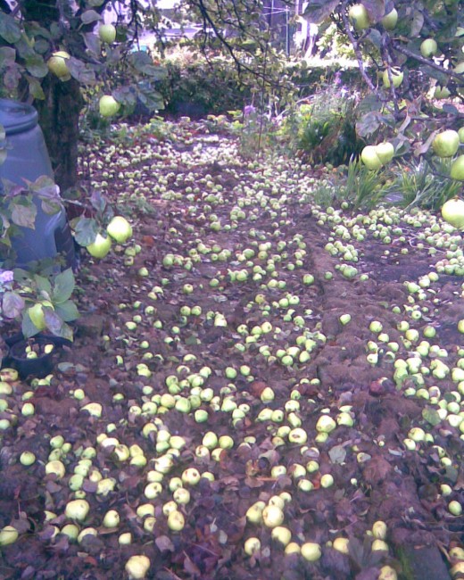 apples as far as the eye can see