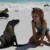 Animals are so tame on the Galapagos Islands, they are easily approached and killed by hunters. Animals are so tame on the Galapagos Islands, they are easily approached and killed by hunters.