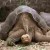 Lonesome George's plight has stirred people everywhere. Lonesome George's plight has stirred people everywhere.