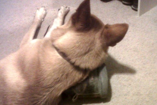 For some reason my dog thought it was comfortable to use my work boot as a pillow.  I personally think the floor would've felt better.