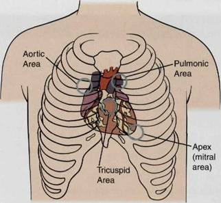 Normal Areas of Cardiac Auscultation