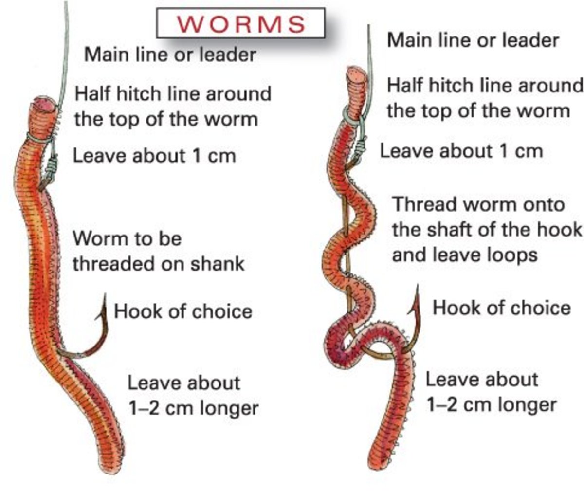 How do worms reproduce?