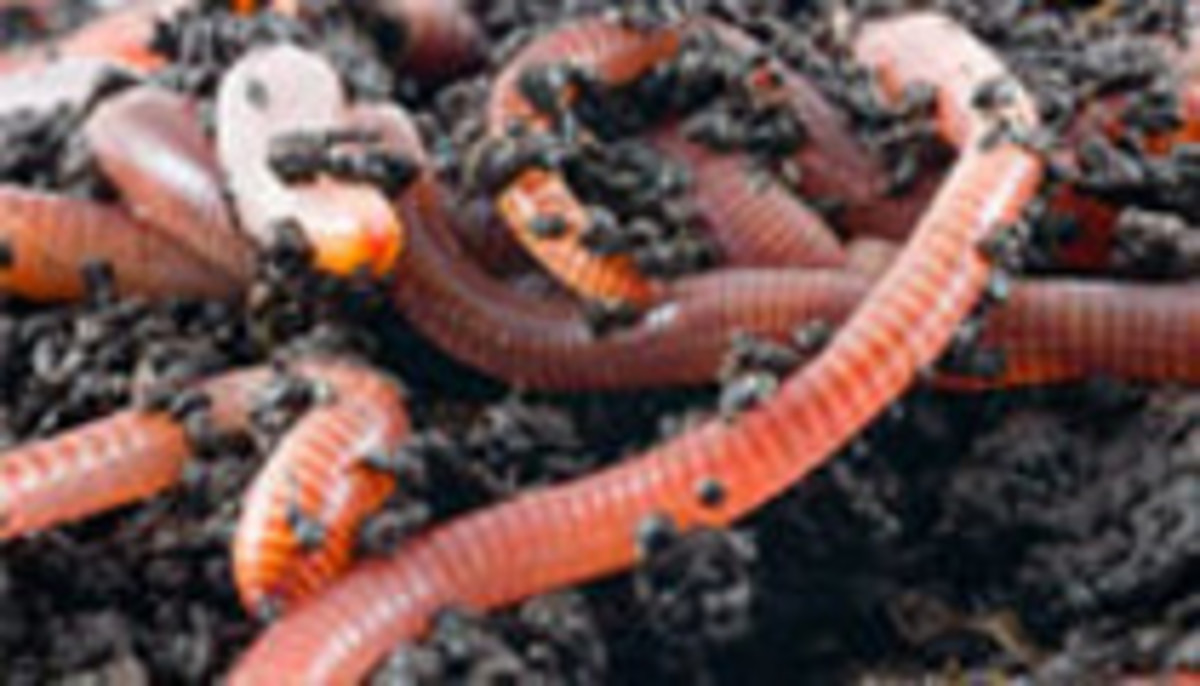 earthworm make money raising