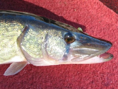 A chain pickerel shows its razor sharp teeth. A chain pickerel shows its razor sharp teeth.