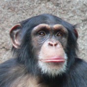 ape profile image