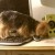 He enjoyed cleaning off my desk, so I had to rearrange everything. Caught him mid-way through my cleaning and rearranging. He enjoyed cleaning off my desk, so I had to rearrange everything. Caught him mid-way through my cleaning and rearranging.