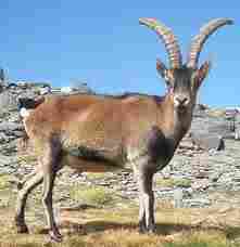 Iberian Ibex.  Long gone
