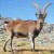 Iberian Ibex.  Long gone