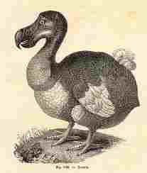 No photos of Dodos' exist.  The last one was seen over 300 years ago, but they are kept fresh by artists for their comic appearance.