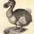 No photos of Dodos' exist.  The last one was seen over 300 years ago, but they are kept fresh by artists for their comic appearance.