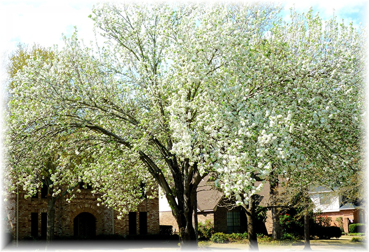 Information About Bradford Pear Trees (With Pictures) | Dengarden