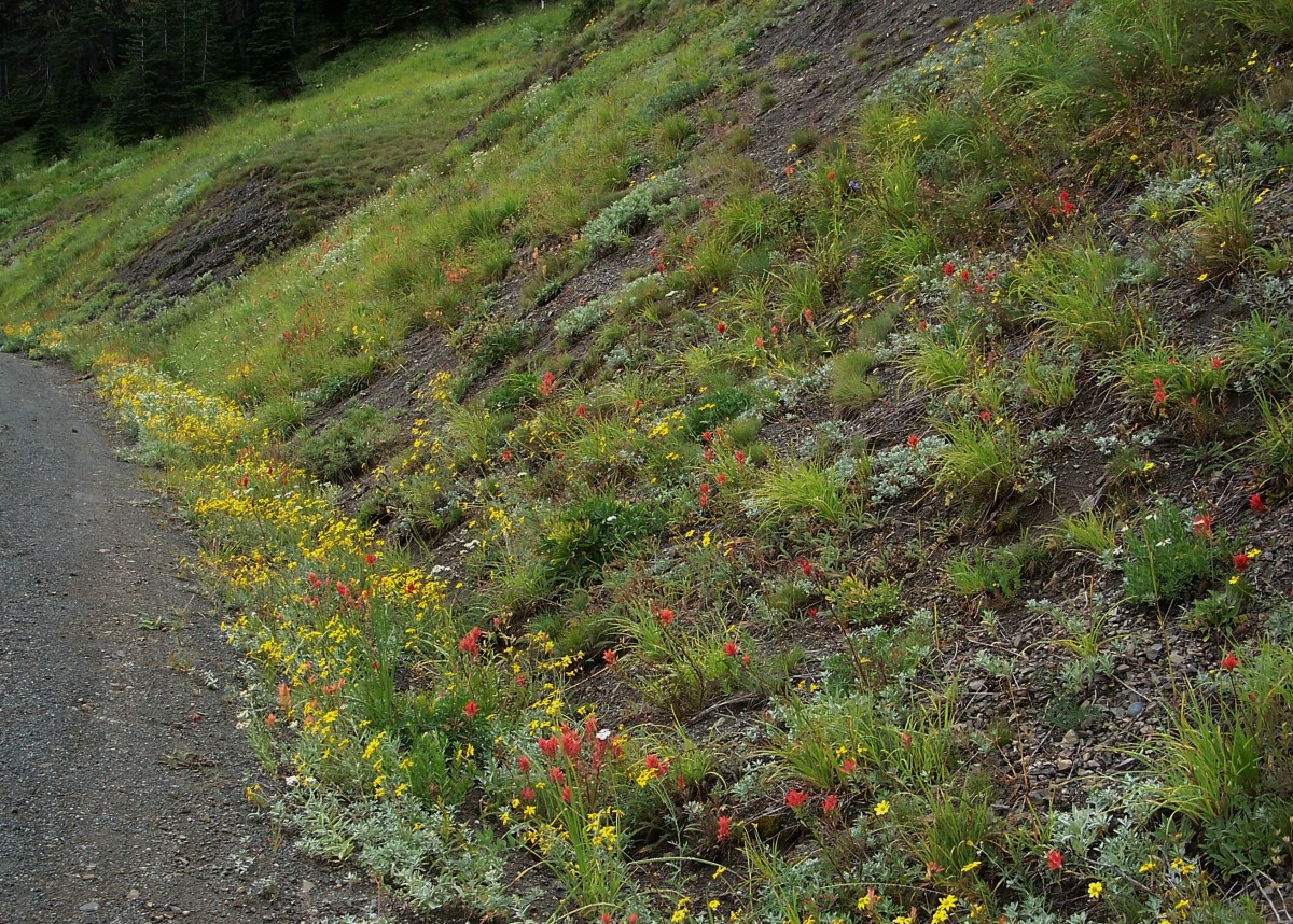 Colorful wildflowers lined the banks on the road to Hurricane Ridge.