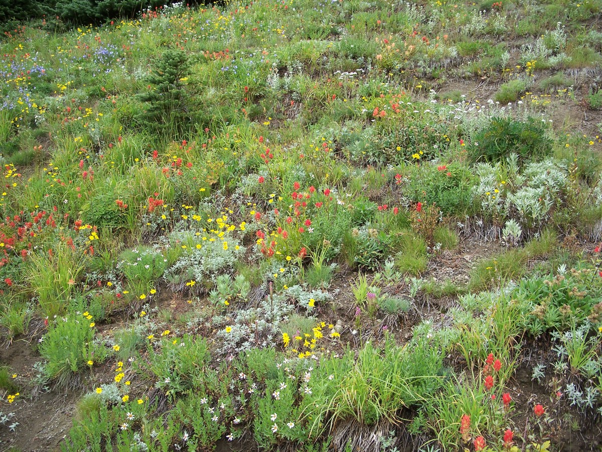 Wildflowers carpet the meadows and roadsides on the drive to Hurricane Ridge.