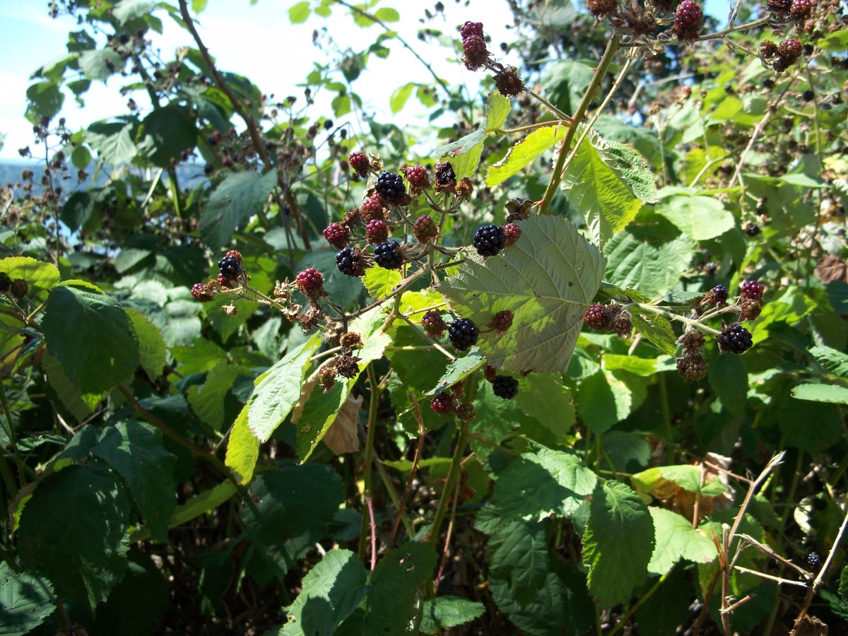 Blackberries abound along roadsides on the Olympic Peninsula.