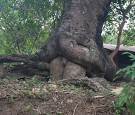 The Body Corpor8 justified their aggressive 'pruning' of the trees with this picture, in which they claimed that the previous park manager had been 'swallowed' by a tree!  But Tom said it shows a man with his nose in a tree's business Not it's Mouth!