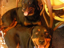 How to Prevent Your Dog from Destroying Your Home