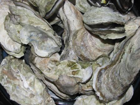 Steamed oysters, ready to eat.