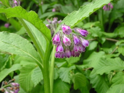 Comfrey