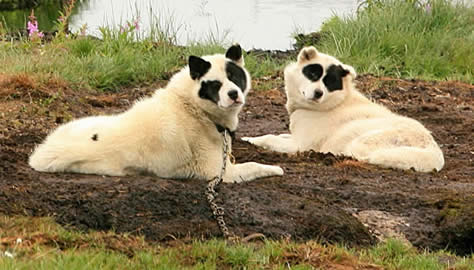 These unique looking dogs are among these trained to be sled dogs and co-hunters with the Inuit. They have lived together since before the dawn of recorded history. Now this breed is threatened.