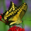Butterfly12345 profile image