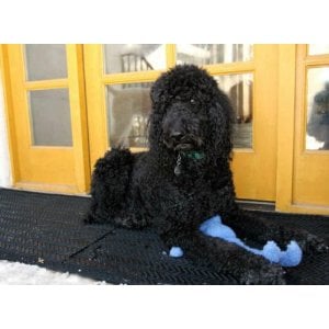Your Pets will love your Outdoor Snow and Ice Melting Electric Heated Door Mat.