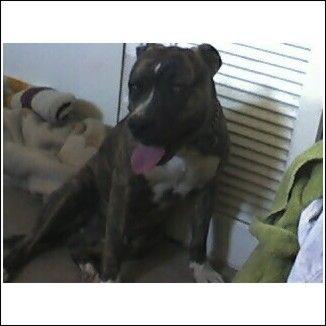 This is not a good picture of her, because she is not full grown, and you cannot tell how big she is, but you can see what she looked like