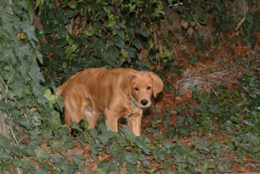 Teaching a cautious dog a few good tricks can boost his confidence, social skills, and the joy in his doggy life!