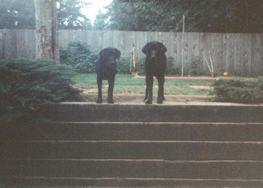 Mariah and Molly as Pups