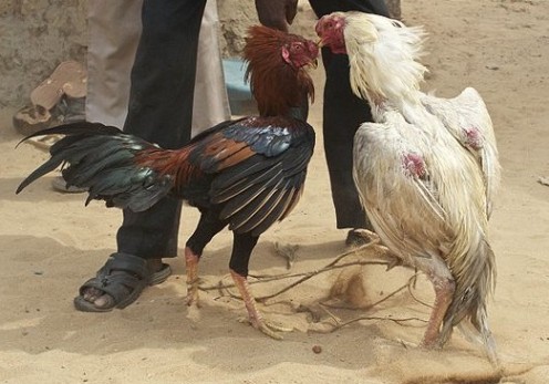 Cock fighting is gaining momentum as an animal blood sport because the animals are easy to keep in small spaces, and require less care than larger animals such as dogs.