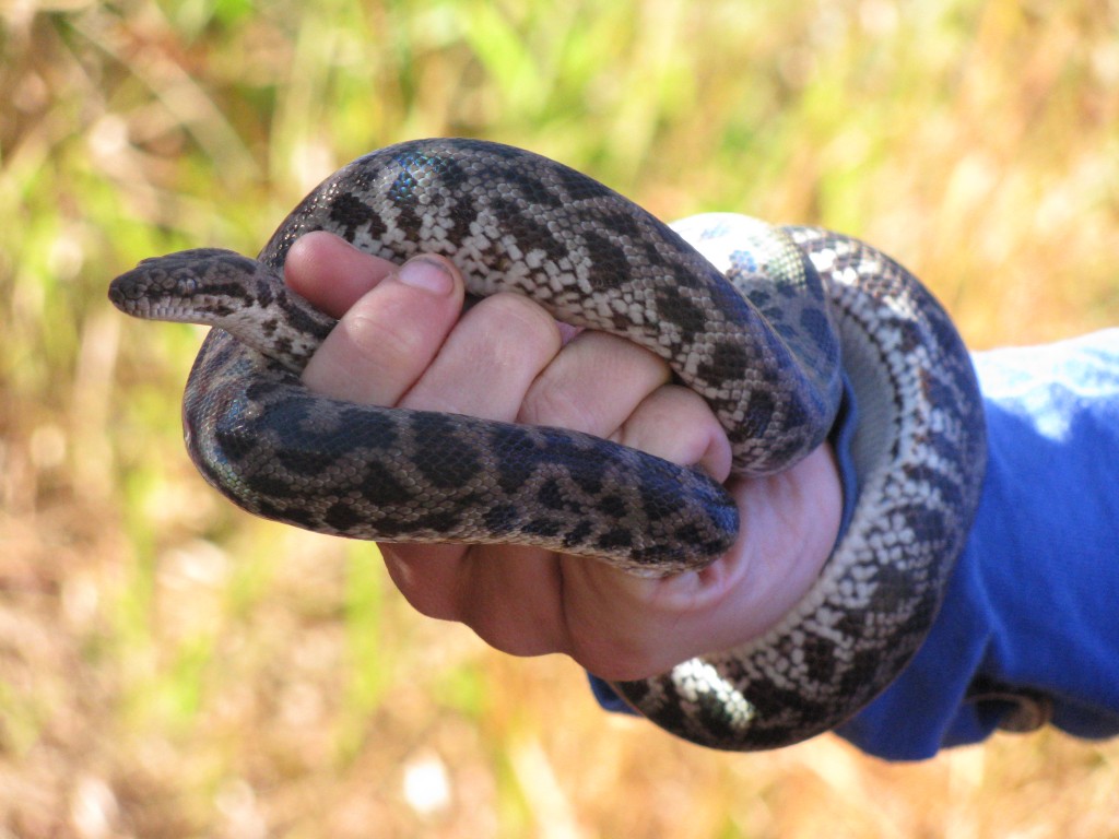 new-species-of-venomous-snake-discovered-in-queensland