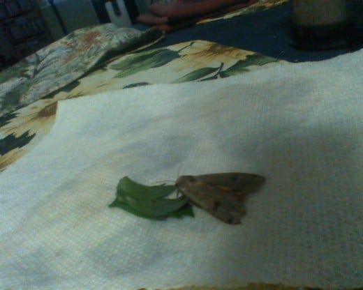 A rescued moth fed, healed and set free after a few days.