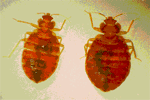 Bed Bugs:  Before and After Feeding